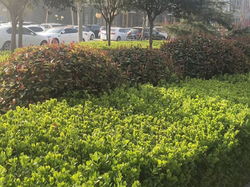 点击查看详细信息<br>标题：绿化工程 阅读次数：1155